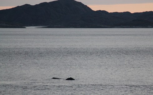 Sometimes we spotted a adult and a calf swimming together